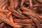 A tangle of red earthworms