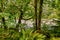 Tangle of trees and bushes and fern growing along river edge