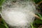 A tangle of white poplar fluff