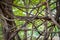 Tangled aerial roots of a tree