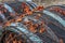 Tangled brown vines with vibrant orange dry leaves covering the top of dark vintage wine barrels