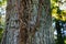 Tangled leafless plant creeping up an old tree trunk. Sunlight shining through green leaves in blurry background