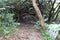 A tangled mass of tree branches on a muddy trail alongside Twin Falls in Haiku, Maui, Hawaii