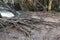 A tangled mass of tree roots on a muddy trail alongside Twin Falls in Haiku, Maui, Hawaii