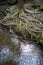 Tangled tree roots by forest stream.