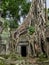 Tangled tree roots overgrow the stone temple, Cambodia
