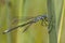 Tangpantserjuffer, Robust Spreadwing, Lestes dryas