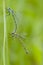 Tangpantserjuffer, Robust Spreadwing, Lestes dryas