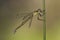 Tangpantserjuffer, Robust Spreadwing, Lestes dryas