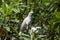 Tanimbar corella, Cacatua goffiniana