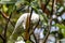 Tanimbar corella, Cacatua goffiniana