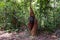 Tanjung Puting National Park, Borneo, Indonesia: the Alpha Male Orangutan during the feeding