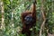 Tanjung Puting National Park, Borneo, Indonesia: the Alpha Male Orangutan during the feeding