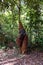 Tanjung Puting National Park, Borneo, Indonesia: the Alpha Male Orangutan during the feeding