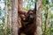 Tanjung Puting National Park, Borneo, Indonesia: a baby orangutan and his mother during the afternoon feeding at Camp Leakey