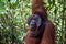 Tanjung Puting National Park, Borneo, Indonesia: a close up of the Alpha Male Orangutan