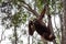Tanjung Puting National Park, Borneo, Indonesia: an orangutan on a tree branch during the afternoon feeding at Camp Leakey