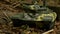 Tank T-72 green camouflage zoom out