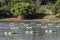 Tanks used for raising tilapia on a fish farm