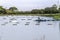 Tanks used for raising tilapia on a fish farm