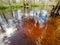 Tannin stained water of Fisheating Creek, Florida.