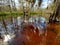 Tannin stained water of Fisheating Creek, Florida.