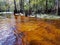 Tannin stained water of Fisheating Creek, Florida.