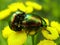 Tansy beetle