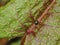 Tansy beetle on a green leaf