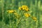 Tansy, bitter buttons, cow bitter yellow flowers closeup selective focus