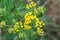 Tansy, bitter buttons, cow bitter yellow flowers closeup selective focus