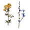Tansy and chicory watercolor flower, wild, field herbs and flowers