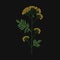 Tansy embroidered with yellow and green threads on black background. Beautiful embroidery design with wild blooming