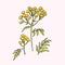 Tansy flower