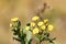 Tansy flower close-up with bokeh effect. Autumn sadness