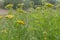 Tansy flower closeup on blurred background.