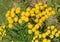 Tansy flower in the garden, closeup