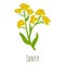 Tansy flower icon, cartoon style