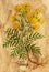 Tansy flower with magic seal on old paper texture background.