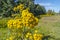 Tansy flower, meadow grass