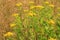 Tansy growing in a wild meadow.