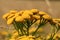 Tansy growing in a wild meadow.