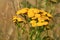 Tansy growing in a wild meadow.