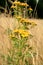 Tansy growing in a wild meadow.