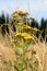 Tansy growing in a wild meadow.