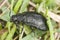 Tansy leaf beetle (Galeruca tanaceti)