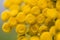 Tansy macro