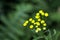 Tansy. Meadow flower.