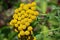 Tansy medicinal herb alternative organic in the garden