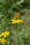 Tansy medicinal herb organic alternative